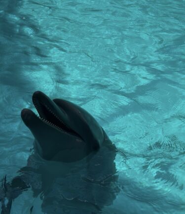めっちゃおススメのイルカ🐬と触れ合えるスポット紹介するで！大阪 堺市
